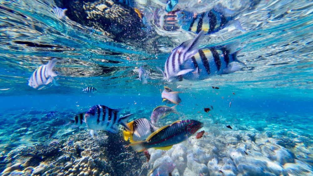 Rainbow Reef snorkeling and diving