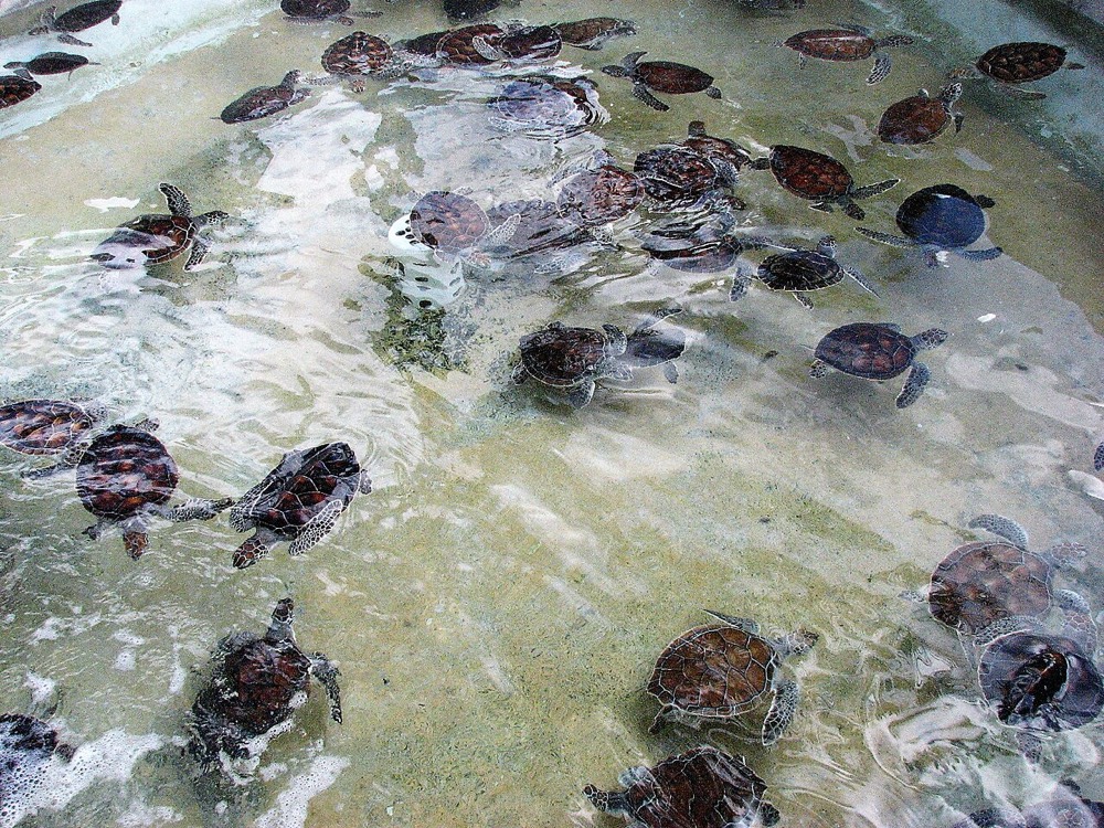 Cayman Turtle Centre