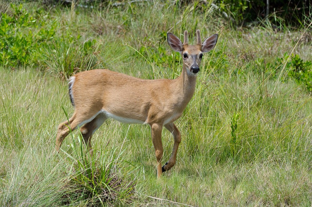 Big Pine Key and the Key deer