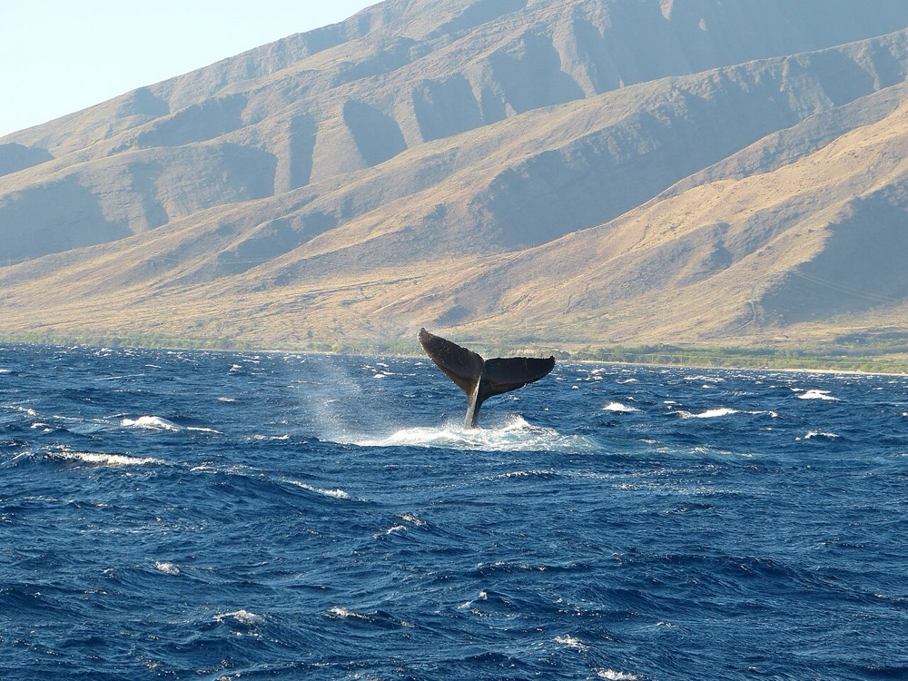 Winter whale watch cruise