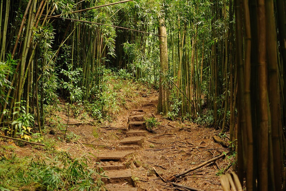 Manoa Falls Trail
