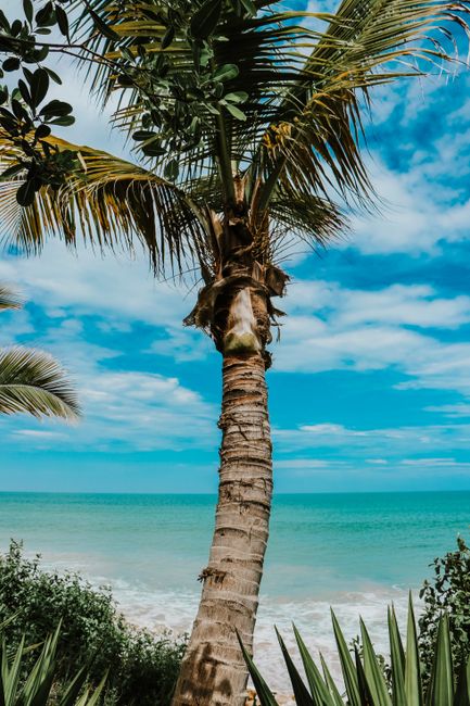Palms over turquoise water