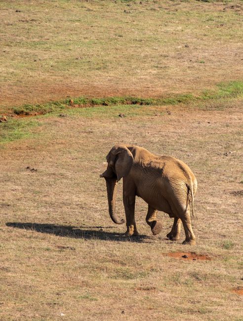 An elephant crossing open savanna